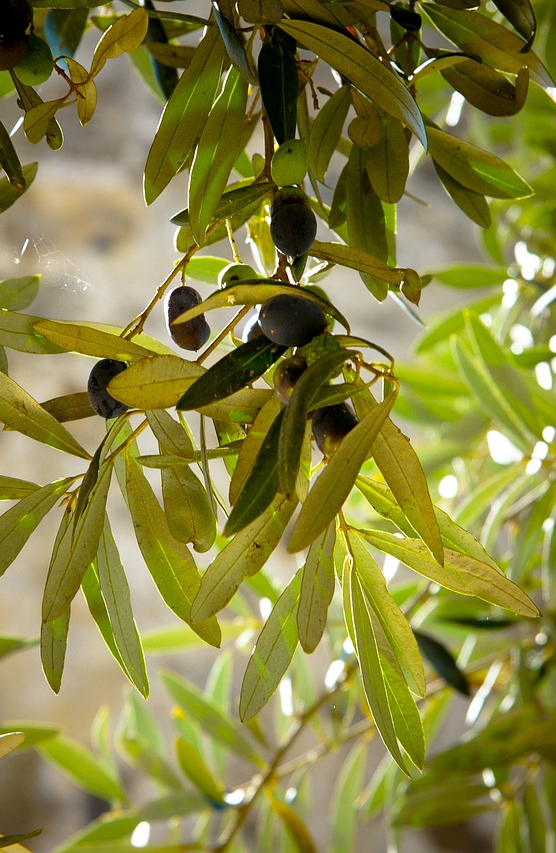 Olives, Arbre, Olivier, Vert, La Nature